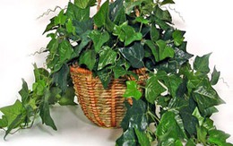 Làm sạch không khí nhờ cây trồng trong nhà 