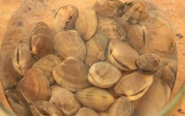 Mẹo làm sạch hoàn toàn cát ở ngao 