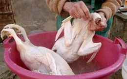 Mẹo nhổ lông vịt dễ dàng 