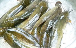 Làm sạch nhớt cá trê, khử mùi tanh của tôm
