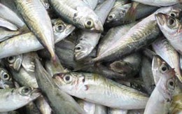 Bí quyết giữ cá thật tươi, nấu không tanh