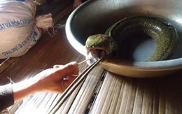 Bắt được cá lạ đầu rắn, lưỡi lợn