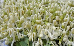 Cách làm giá đỗ không hóa chất