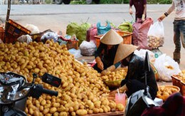 Chiêu biến khoai tây Trung Quốc thành khoai Đà Lạt