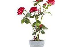 Mẹo tưới hoa khi vắng nhà