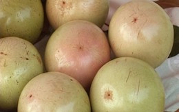 Mẹo chọn vú sữa ngon mùa xuân