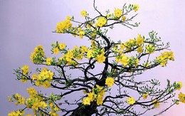 Cách chọn mai thế chơi Tết