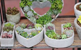 Đón xuân về với những chậu cây cảnh siêu đẹp