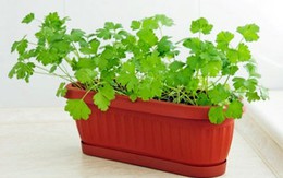 8 loại rau củ lý tưởng trồng trong nhà
