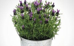 10 loại cây cảnh dễ trồng trong nhà