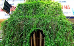 Ngắm ngôi nhà trồng dây leo bao phủ mặt tiền 
