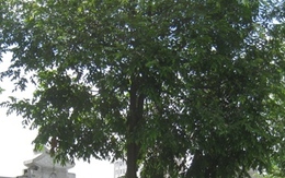 Thanh Hóa: Phát hiện xác thanh niên treo cổ tự tử trên cây
