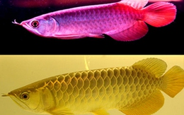 Khai trương hệ thống Đại siêu thị Cá cảnh