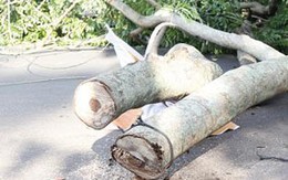 Tạm giữ 4 đối tượng nghi liên quan đến vụ gỗ Huê