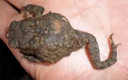 Bắt được cóc 3 chân tại Lâm Đồng