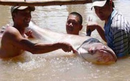 Cá tra khủng, nặng ngót 1 tạ sa lưới