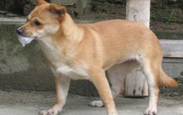 Hàng trăm người bị chó dại cắn