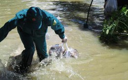 180.000 con chuột nuôi bị cưỡng chế tiêu diệt