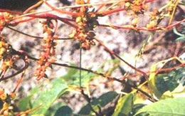 Bài thuốc dân gian chữa liệt dương, di tinh