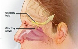 Ca thứ hai chết do amip ăn não người được xác nhận