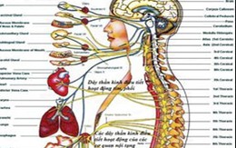 Biến chứng thần kinh do đái tháo đường – mối hiểm họa thầm lặng