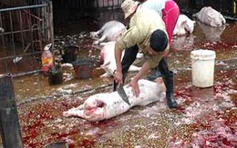Báo động 1/3 thịt tươi sống nhiễm khuẩn gây bệnh thương hàn