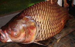 Cẩn trọng khi ăn cá “khủng”