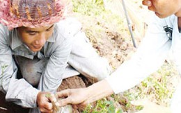 Sát thủ giấu mặt từ chuột