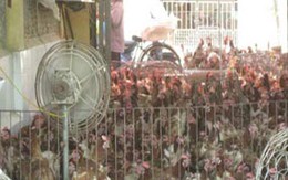 Gà thải Trung Quốc chứa tồn dư kháng sinh, chất độc hại