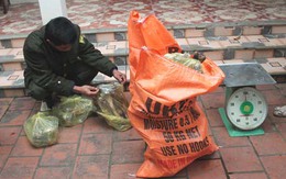 Phát hiện xe khách chở 2 cá thể nghi báo lửa