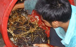 Công thức biến thịt ôi tẩm hóa chất thành bò khô