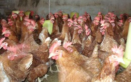 Cách phân biệt gà loại thải nhập lậu 