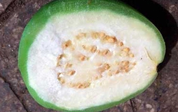 Ổi ngâm hóa chất đánh lừa thực khách 