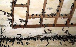 Hàng nghìn con chim yến chết vì cúm H5N1