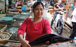 Bệnh tiềm ẩn do ăn cá tầm Trung Quốc mác Việt Nam