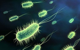 Bé trai 1 tuổi chết vì vi khuẩn E.coli kháng thuốc