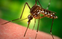 Tại sao muỗi “thích” cắn bạn?