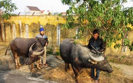Trộm trâu sa lưới