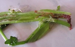 Hoang mang: Nhiễm sán vì ăn rau trồng ao đầm