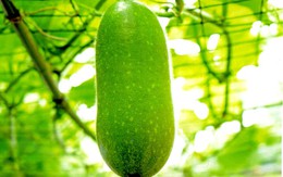 Công dụng chữa bệnh tuyệt vời của bí đao