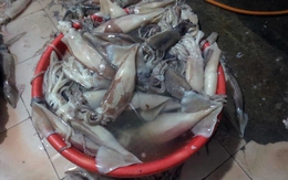 Nhìn cảnh này, ai còn dám ăn mực "tươi", trắng bóc?