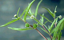 10 bài thuốc chữa bệnh cực tốt từ cây nhọ nồi