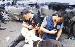 Cần xử thật nghiêm đối tượng trộm chó để răn đe kẻ khác!