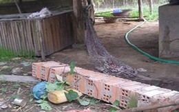 Tai nạn hi hữu: Nằm võng bị cột buộc võng đè chết