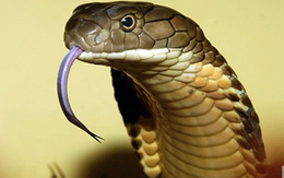 Bị rắn độc chui lên giường cắn tử vong
