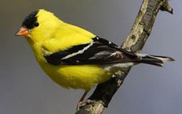 Bi hài "điềm lành" bị đồn thổi thành "điềm xấu"