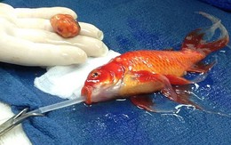 Bác sỹ gây "sốc" khi quyết định phẫu thuật khối u cho cá vàng