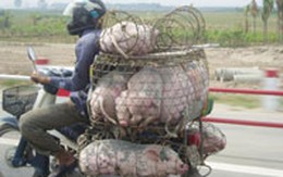 Hà Tĩnh: Cấm giết mổ, vận chuyển lợn trong vùng dịch "tai xanh"