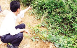 Chuyện tình những người chết... vì yêu: Cuộc "bắt vạ" bất thành