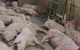 Hà Tĩnh bùng phát dịch bệnh lở mồm long móng
